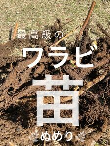 販売再開　山菜の皇帝！ぬめりワラビ 　苗　今が植えどき１０芽