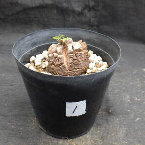 1 亀甲竜 Dioscorea elephantipes アフリカ亀甲竜 ３号鉢植えの画像1