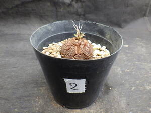 2　亀甲竜　Dioscorea elephantipes　アフリカ亀甲竜　３号鉢植え