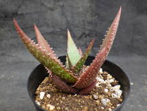 1　アロエ　クラッセニー　Aloe classenii　3.5号鉢植え_画像1
