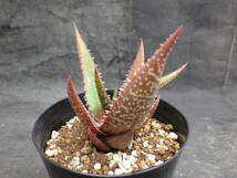 1　アロエ　クラッセニー　Aloe classenii　3.5号鉢植え_画像2