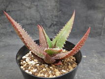 1　アロエ　クラッセニー　Aloe classenii　3.5号鉢植え_画像3