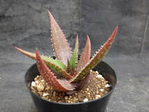 1　アロエ　クラッセニー　Aloe classenii　3.5号鉢植え_画像4