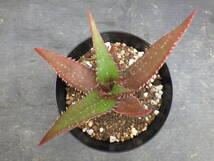 1　アロエ　クラッセニー　Aloe classenii　3.5号鉢植え_画像5