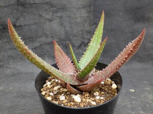 3　アロエ　クラッセニー　Aloe classenii　3.5号鉢植え