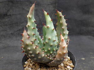1　アロエ　クロウジアナ　Aloe aculeata var.crousiana　3号鉢植え