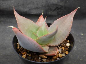 2　アロエ　イマロテンシス　Aloe imalotensis 3.5号鉢植え