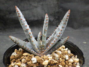 3　アロエ　コンプレッサ　シストフィラ　3号ポリポット植え　Aloe compressa var.schistophila