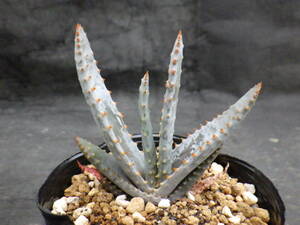 5　アロエ　コンプレッサ　シストフィラ　2.5号鉢植え　Aloe compressa var.schistophila