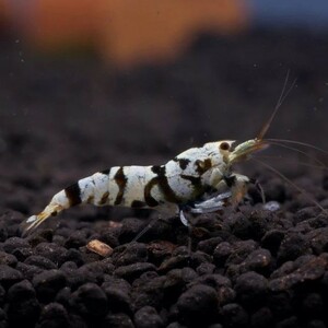 **. tail ..** black fancy Tiger shrimp 30 pcs 