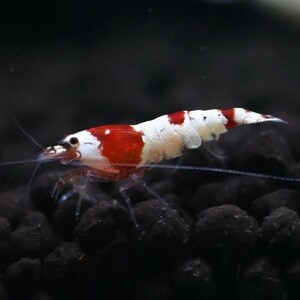 **. tail ..** Red Bee Shrimp 10 pcs 