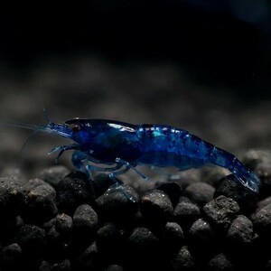 **. tail ..** dark blue Cherry shrimp 10 pcs 