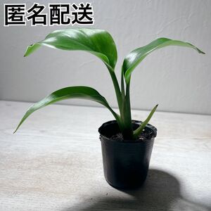 観葉植物 オーガスタ(ストレリチア ニコライ)