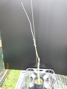 レア熱帯果樹 ディオイカ Annona dioica 2年生接ぎ木苗