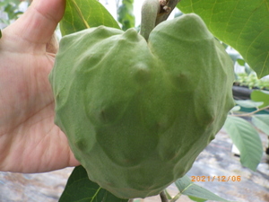熱帯果樹 チェリモヤ Annona cherimola　’エルバンポ’ 2年生接ぎ木苗