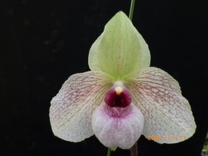 パフィオ Paph Lynleigh Koopwitz 開花サイズ蕾付き未開花株