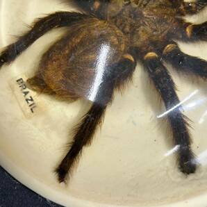 タランチュラ 毒蜘蛛 標本 BRAZIL ブラジル 置物の画像4