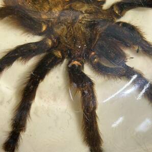 タランチュラ 毒蜘蛛 標本 BRAZIL ブラジル 置物の画像5