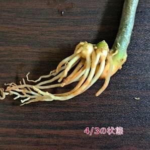 ☆輸入直後☆167 アグラオネマ 植物☆Aglaonema pictum Aceh (アグラオネマ ピクタム)Melda 熱帯植物/の画像7