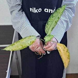 ☆輸入直後☆165 アグラオネマ 植物☆Aglaonema pictum Aceh (アグラオネマ ピクタム)Melda 熱帯植物/