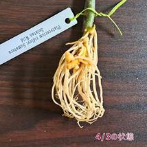 ☆輸入直後☆148 アグラオネマ 植物☆Aglaonema pictum Aceh (アグラオネマ ピクタム)Melda 熱帯植物/_画像7