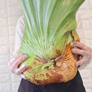 ☆輸入直後☆14XL ビカクシダ 植物（大株+）☆Platycerium coronarium (プラティケリウム コロナリウム)South Sumatera/麋角羊歯の画像5