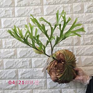 ☆4/5輸入☆108L ビカクシダ 植物☆Platycerium ridleyi (プラティケリウム リドレイ)Center Borneo Wild/麋角羊歯の画像8