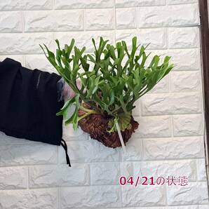 ☆4/5輸入☆143L ビカクシダ 植物☆Platycerium ridleyi (プラティケリウム リドレイ)Center Borneo Wild/麋角羊歯の画像8