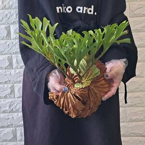 *4/5 import *46+ staghorn fern plant *Platycerium ridleyi ( pra tikeliumlido Ray )Center Borneo Wild/. angle . tooth 