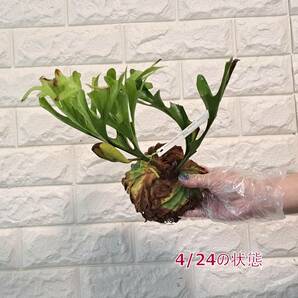 ☆4/5輸入☆21 ビカクシダ 植物☆Platycerium ridleyi (プラティケリウム リドレイ)Center Borneo Wild/麋角羊歯の画像8