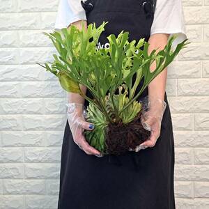 * import immediately after *131L staghorn fern plant *Platycerium ridleyi ( pra tikeliumlido Ray )Center Borneo Wild/. angle . tooth 