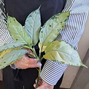 ☆輸入直後☆144 アグラオネマ 植物☆Aglaonema pictum Aceh (アグラオネマ ピクタム)Melda 熱帯植物/の画像6