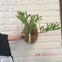 ☆4/5輸入☆104+ ビカクシダ 植物☆Platycerium ridleyi (プラティケリウム リドレイ)Center Borneo Wild/麋角羊歯_画像8