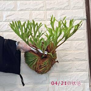 ☆4/5輸入☆139L ビカクシダ 植物☆Platycerium ridleyi (プラティケリウム リドレイ)Center Borneo Wild/麋角羊歯の画像8