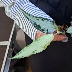 ☆輸入直後☆150 アグラオネマ 植物☆Aglaonema pictum Aceh (アグラオネマ ピクタム)Melda 熱帯植物/の画像5