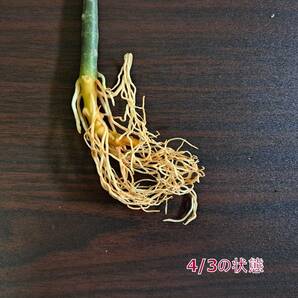 ☆輸入直後☆144 アグラオネマ 植物☆Aglaonema pictum Aceh (アグラオネマ ピクタム)Melda 熱帯植物/の画像8