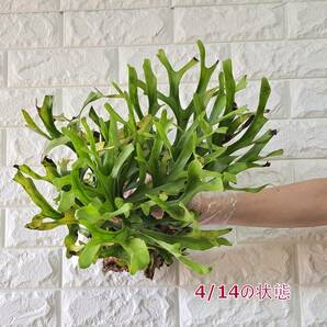 ☆4/5輸入☆106L ビカクシダ 植物☆Platycerium ridleyi (プラティケリウム リドレイ)Center Borneo Wild/麋角羊歯の画像8