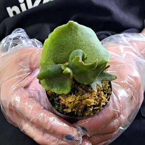 ☆1円スタート☆105 ビカクシダ 植物☆Platycerium willinckii 'Jade Girl'(プラティケリウム ウィリンキー)sporeling/麋角羊歯