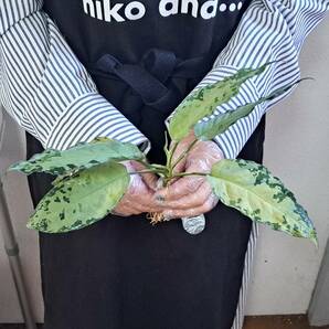☆輸入直後☆155 アグラオネマ 植物☆Aglaonema pictum Aceh (アグラオネマ ピクタム)Melda 熱帯植物/の画像1
