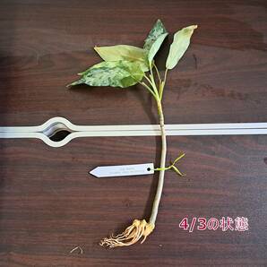 ☆輸入直後☆167 アグラオネマ 植物☆Aglaonema pictum Aceh (アグラオネマ ピクタム)Melda 熱帯植物/の画像8