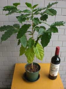 . obi fruit tree * coffee. tree (kona)*4 year raw real raw seedling *1 stock 