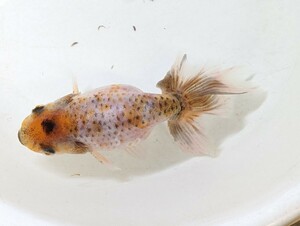 Mー9．●●津軽錦●●．2歳、約13cm．モザイク、雌魚の可能性ありますが100%ではありません。