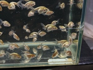 Mー25．●●津軽錦●●．3月14日孵化、約2〜3cm±．ハネ魚画像全部です。