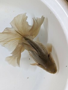 Lー91．●●土佐錦●●．3歳、約14cm．雄魚、優良系統の土佐錦です。種用、