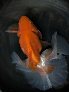 Lー92．●●土佐錦●●．3歳、約14cm．雄魚、