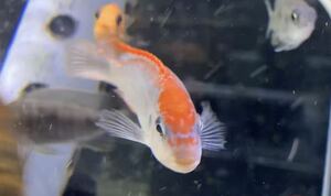 アフリカンシクリッド Pseudotropheus perspicax red top Ndumbi ワイルドF1 、　　2-3㎝　3匹セット