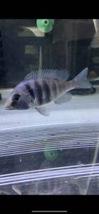 Placidochromis phenochilus Tanzania ±10㎝　産卵用メス　ドイツ産　写真個体販売