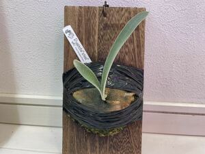  original veitchii steel vp#0 Bay chi- steel staghorn fern oc pup. stock 