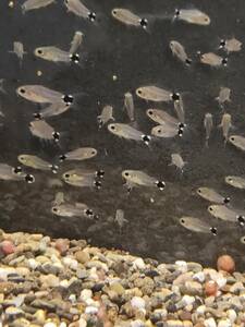 ハステータス（5匹）2～2.5cm前後 死着補償あり 熱帯魚 コリドラス 