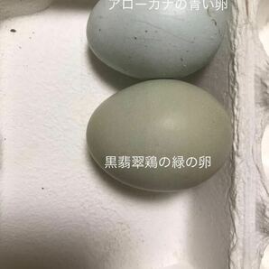 生粋:黒翡翠鶏(食用有精卵)6個出品の画像4